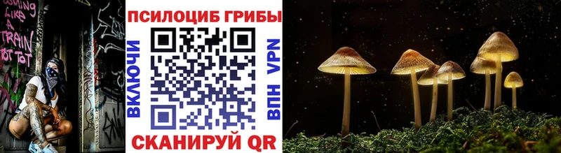 Псилоцибиновые грибы Cubensis  Сусуман 